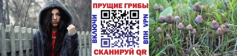Псилоцибиновые грибы Cubensis  ОМГ ОМГ   Чудово 